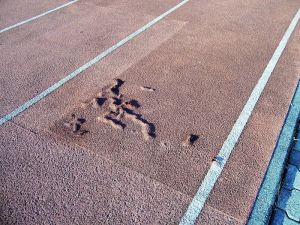 Die Bahn im Sepp-Herberger-Stadion ist in sichtbare desolatem Zustand